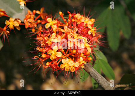 Fleur d'Ashoka, Saraca asoka ,l'Inde. Arbre généalogique Famille Evergreen Fabaceae. Arbre généalogique Sorrowless Jonesia, Asoka, famille des pois Banque D'Images