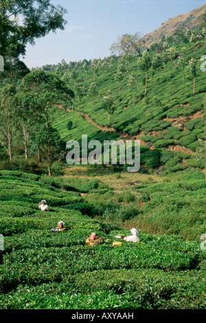 Women picking plateau dans une plantation de thé, Munnar, Western Ghats, Etat de Kerala, Inde, Asie Banque D'Images