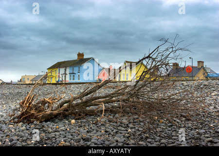 Bois flotté sur la plage de borth wales uk Banque D'Images