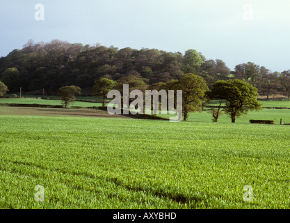 Malpas Cheshire les cultures sur les terres agricoles à plat Banque D'Images