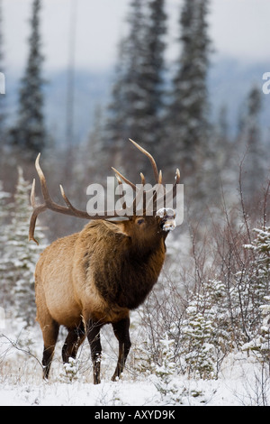 Bull le wapiti (Cervus canadensis) brames dans la neige, Parc National Jasper, UNESCO World Heritage Site, Alberta, Canada Banque D'Images