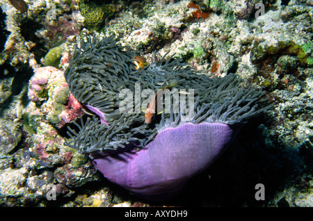 Maldives Underwater paire de putois poisson clown Amphiprion nigripes dans anemone Banque D'Images