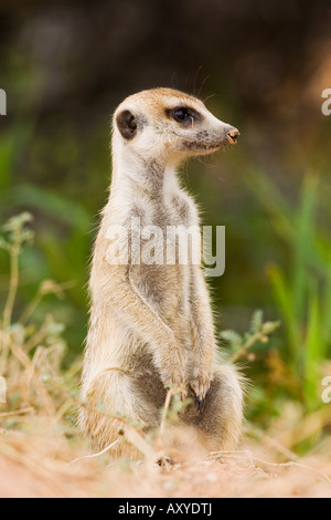 Meerkat, Kgalagadi Transfrontier Park, qui englobe l'ancien Kalahari Gemsbok National Park, Afrique du Sud Banque D'Images