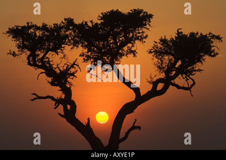 Coucher du soleil avec un acacia, Masai Mara National Reserve, Kenya, Afrique de l'Est, l'Afrique Banque D'Images