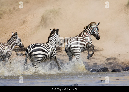 La moule commune ou le zèbre de Burchell (Equus burchelli) traverser la rivière Mara, Masai Mara National Reserve, Kenya, Afrique de l'Est Banque D'Images