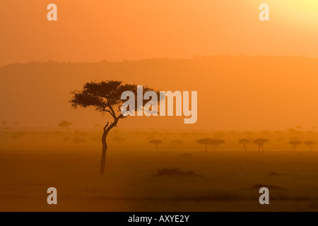 Acacia au coucher du soleil, Masai Mara National Reserve, Kenya, Afrique de l'Est, l'Afrique Banque D'Images