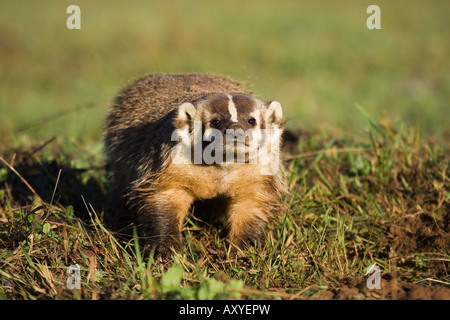 Blaireau (Taxidea taxus), en captivité, du Minnesota, de grès, de connexion de la faune au Minnesota, USA, Amérique du Nord Banque D'Images