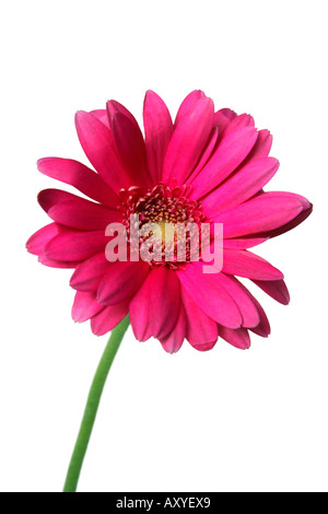 Gerber Daisy rose Banque D'Images