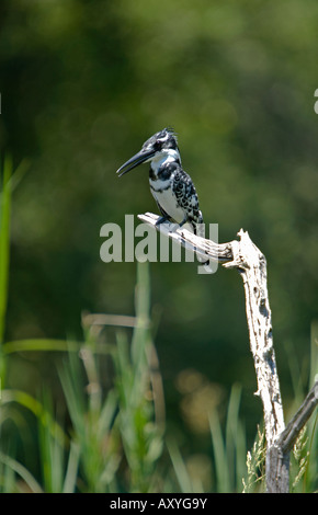 Un pied kingfisher assis sur une branche surplombant un étang, vue portrait Banque D'Images