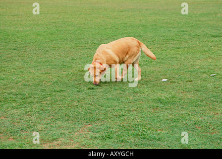 Un chien policier ( golden retriever) d'essence d'un objet Banque D'Images