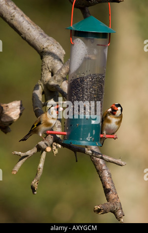 Chardonneret se nourrit de graines de Niger - Carduelis carduelis Banque D'Images