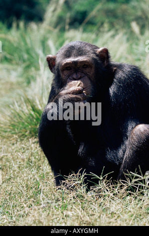 Chimpanzé (Pan troglodytes) en captivité, Uganda Wildlife Education Centre, l'île de Ngamba, Ouganda, Afrique de l'Est, l'Afrique Banque D'Images