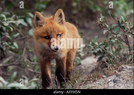 Red Fox (Vulpes fulva pup), Brooks Range, Alaska, États-Unis d'Amérique, Amérique du Nord Banque D'Images