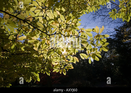 Rétroéclairé feuilles en automne Westonbirt UK Banque D'Images