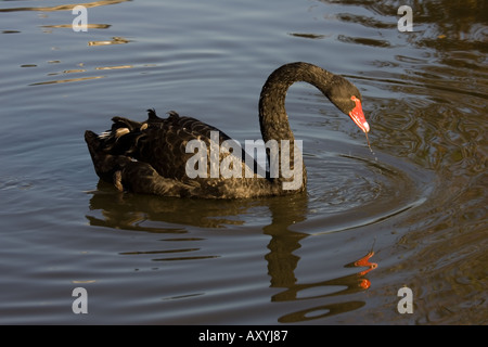 Cygne Noir Cygnus atratus australienne sauvagine et des milieux humides d'alimentation Trust Slimbridge UK Banque D'Images