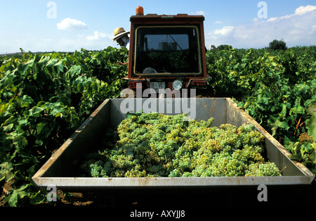 Alt Pened s picking grapes Banque D'Images