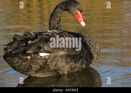 Cygne Noir Cygnus atratus australienne Wildfowl and Wetland Trust Slimbridge UK Banque D'Images