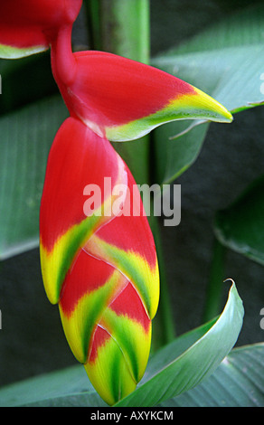 Heliconia rouge et jaune fleur tropicale's close-up. Banque D'Images