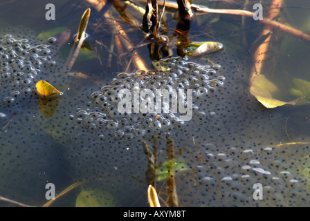 L'hydrocharis Rana temporaria frogspawn masse en étang de jardin Banque D'Images