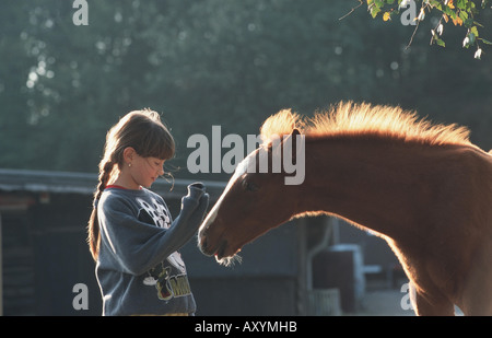 American saddlebred Cheval (Equus caballus przewalskii f.) Banque D'Images