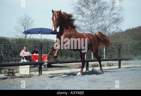 American saddlebred Cheval (Equus caballus przewalskii f.) Banque D'Images