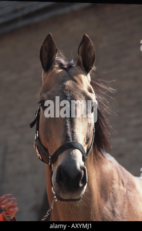 Akhal-Teke Cheval (Equus caballus przewalskii f.), portrait Banque D'Images