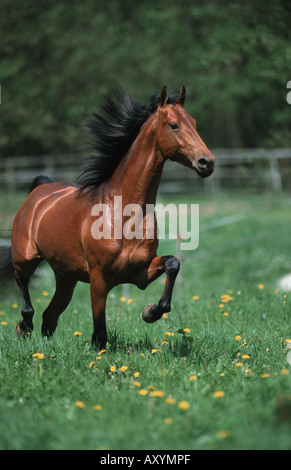 American saddlebred Cheval (Equus caballus przewalskii. f), au galop sur meadow Banque D'Images