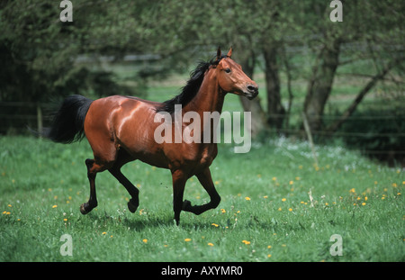 American saddlebred Cheval (Equus caballus przewalskii. f), au galop sur meadow Banque D'Images