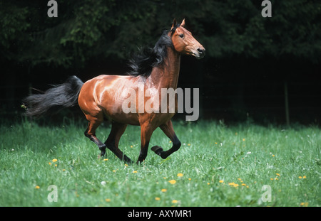 American saddlebred Cheval (Equus caballus przewalskii. f), au galop sur meadow Banque D'Images
