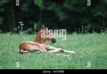 American saddlebred Cheval (Equus caballus przewalskii f.) Banque D'Images