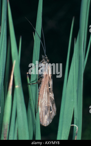 Caddis fly (Phrygaena grandis), imago Banque D'Images