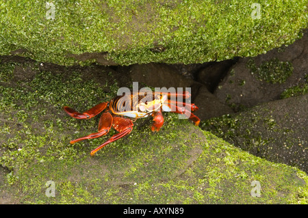 Sally Lightfoot Crab (Grapsus grapsus) sous le rocher Puerto Egas James Bay Îles Galapagos Équateur Banque D'Images