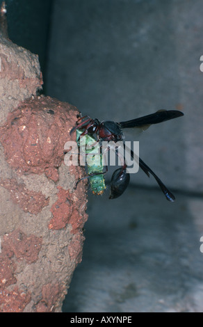 Potter wasp (Delta emarginatum), mettre une larve capturé dans le nid. Banque D'Images