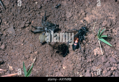 Les bandes noires (Anoplius viaticus wasp spider, Anoplius viaticus fuscus, Pompilus), avec l'araignée capturée en face du nid Banque D'Images