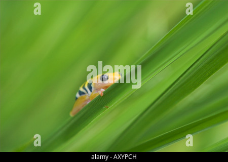 Hyperolius viridiflavus jaune grenouille reed reesi Kilombero Valley Tanzanie Banque D'Images