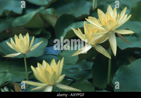 Nénuphar mexicain, banane, NÉNUPHAR nénuphar jaune (Nymphaea mexicana), plantes fleuries Banque D'Images