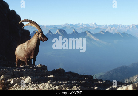 Bouquetin des Alpes (Capra ibex), buck en face de paysage de montagne, Suisse Banque D'Images