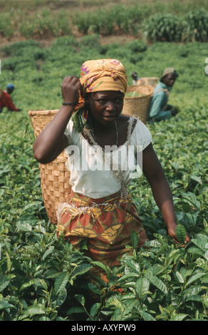 Sélecteur de thé à la récolte de thé sur une plantation de thé, le Malawi, Plaine de Phalombe, Mulanje Banque D'Images