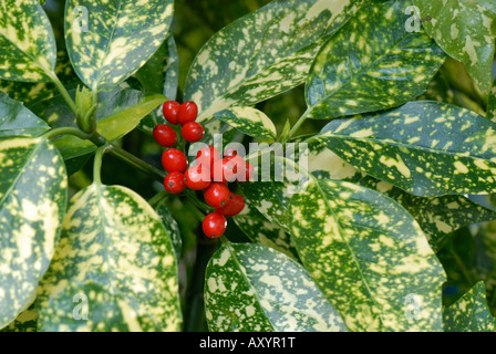 Fruits rouges sur laurel Aucuba japonica variegata un arbuste de jardin Banque D'Images