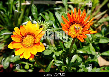 Orange Jaune Gazania Gazania rigens, fuite, famille des astéracées ou composées (marguerite jaune), les plantes ont besoin de lumière élevé pour les fleurs d'ouvrir Banque D'Images