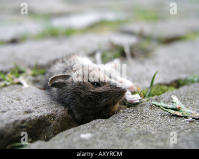 Close up of dead mouse dans jardin très peu profond 6 l'accent est sur la tête de la souris Banque D'Images