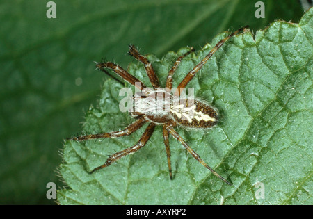 Oakleaf orbweaver (Araneus ceropegius, Aculepeira ceropegia), homme Banque D'Images