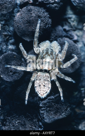 Menemerus semilimbatus (Thomisidae) Banque D'Images