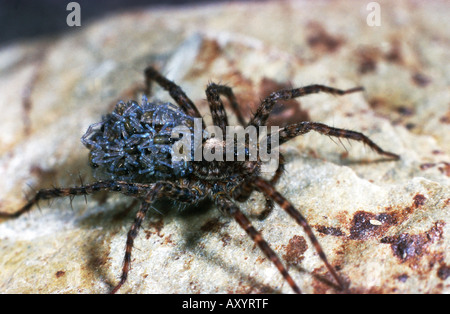 À pattes fines Pardosa amentata (araignée-loup), Femme transportant youngs Banque D'Images
