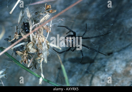 Veuve noire d'Europe, le sud de l'black widow (Latrodectus tredecimguttatus) Banque D'Images