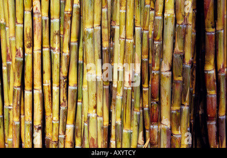 Pile de la canne à sucre, la canne à sucre, Saccharum officinarum, récoltés pour la transformation, Pune. Banque D'Images