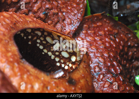 Fleur géante (Rafflesia arnoldii), la plus grande fleur du monde, détail, Bornéo Banque D'Images