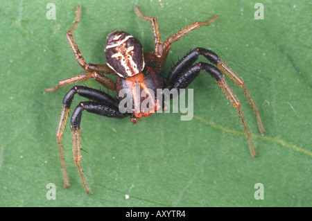 Araignée crabe (Xysticus ulmi), homme Banque D'Images