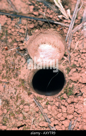 Trapdoor (Cteniza sauvagesi araignée), piège à opfen Banque D'Images