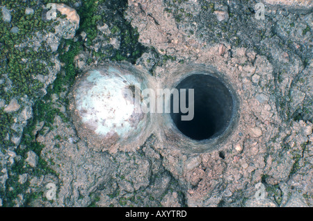 Trapdoor (Cteniza sauvagesi araignée), piège à opfen Banque D'Images